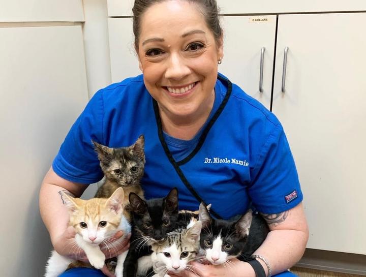 Cat Veterinarian Smiths Station Cat Hospital